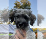 Small #1 Havanese