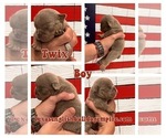 Small Photo #16 Bulldog Puppy For Sale in CYPRESS, TX, USA