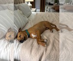 Small #6 American Pit Bull Terrier Mix