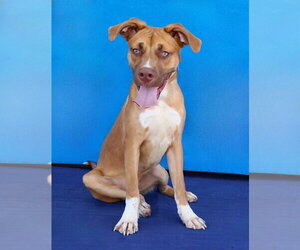 MAX - Male Mutt Dog for Adoption - Photo #2