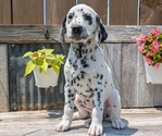 Small Photo #34 Dalmatian Puppy For Sale in GOSHEN, IN, USA