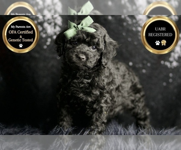 Medium Photo #6 Poodle (Miniature) Puppy For Sale in WARSAW, IN, USA