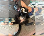 Small #25 Labrador Retriever Mix