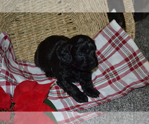 Medium Photo #2 Cavapoo (Miniature) Puppy For Sale in GREENWOOD, WI, USA