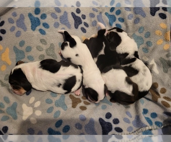 Medium Photo #5 Basset Hound Puppy For Sale in CLAREMORE, OK, USA