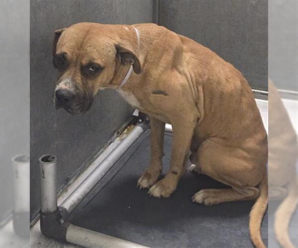 Medium Photo #1 Boxer-Unknown Mix Puppy For Sale in Conroe, TX, USA