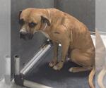 Small Boxer Mix