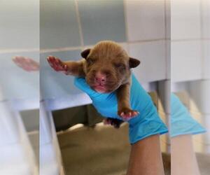 American Staffordshire Terrier Dogs for adoption in San Antonio, TX, USA