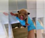 Small American Staffordshire Terrier