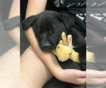 Small Photo #7 Borador Puppy For Sale in SPRINGDALE, AR, USA