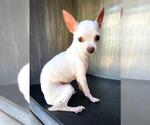 Small Chihuahua Mix