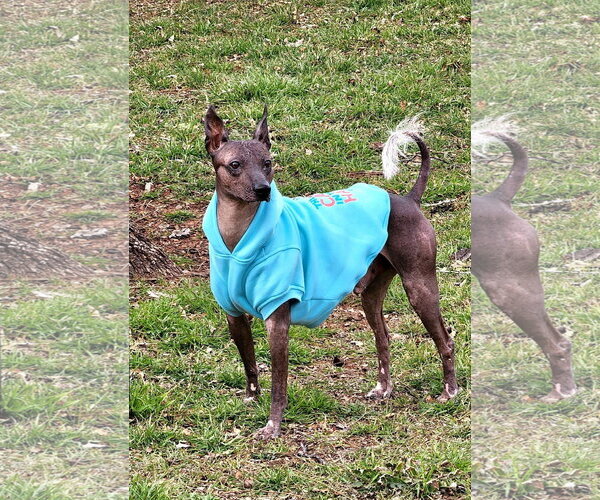 Medium Photo #4 Mutt Puppy For Sale in Erie, MI, USA