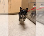 Small Mutt