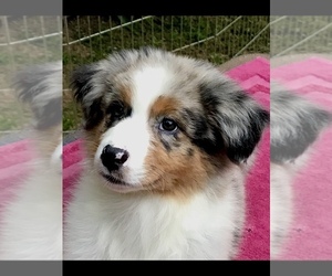 Australian Shepherd Puppy for sale in ZEBULON, GA, USA