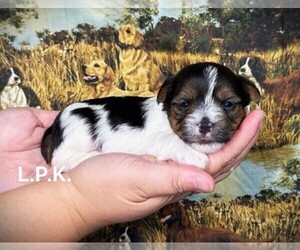 Yorkshire Terrier Puppy for sale in WINNSBORO, LA, USA