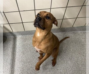 BELLE - Female Boxer-Unknown Mix Dog for Adoption - Photo #2