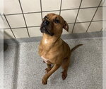 Small Photo #2 Boxer-Unknown Mix Puppy For Sale in Pasadena, TX, USA