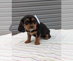 Small Photo #2 Basset Hound-Cavalier King Charles Spaniel Mix Puppy For Sale in DUNNVILLE, KY, USA
