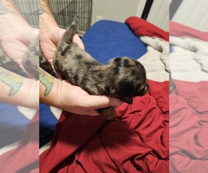 Dachshund Puppy for sale in DANVILLE, VA, USA