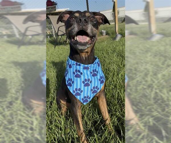 Medium Photo #3 Mutt Puppy For Sale in Rosenberg, TX, USA