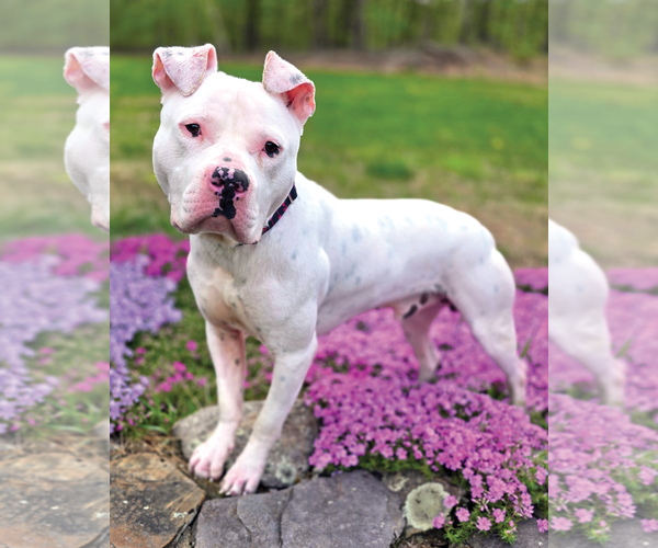 Medium Photo #1 American Pit Bull Terrier Puppy For Sale in Westminster, MA, USA
