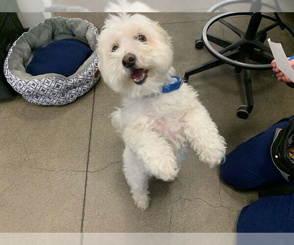 Medium Photo #1 Maltipoo (Miniature) Puppy For Sale in Berkeley , CA, USA