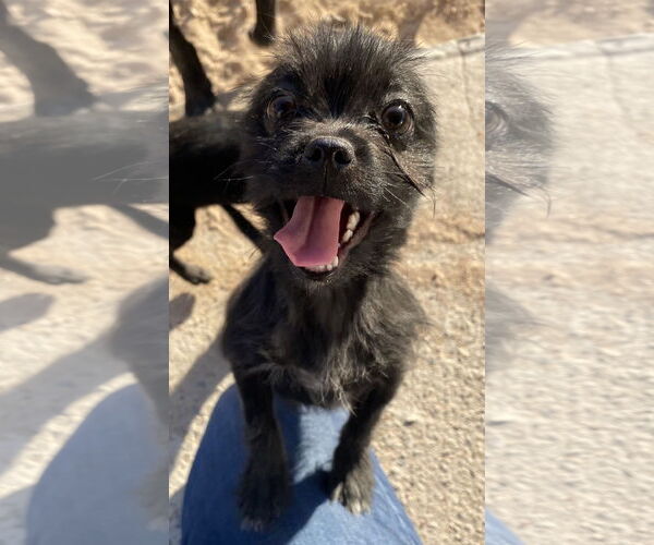 Medium Photo #2 Chihuahua-Unknown Mix Puppy For Sale in Peralta, NM, USA