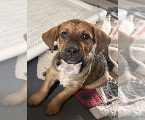 Medium Photo #4 Labrador Retriever-Unknown Mix Puppy For Sale in Bolivar, MO, USA