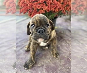 Olde English Bulldogge Puppy for sale in BEECH GROVE, IN, USA