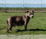 Small #2 Mutt