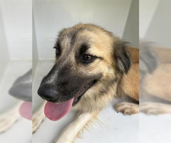 Medium Photo #1 German Shepherd Dog-Unknown Mix Puppy For Sale in Houston, TX, USA