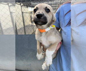 Dorothy - Female Labrenees Dog for Adoption - Photo #3