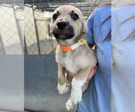 Small Photo #3 Labrenees Puppy For Sale in Lakewood, CO, USA
