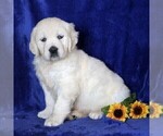 Small Photo #3 English Cream Golden Retriever Puppy For Sale in MYERSTOWN, PA, USA