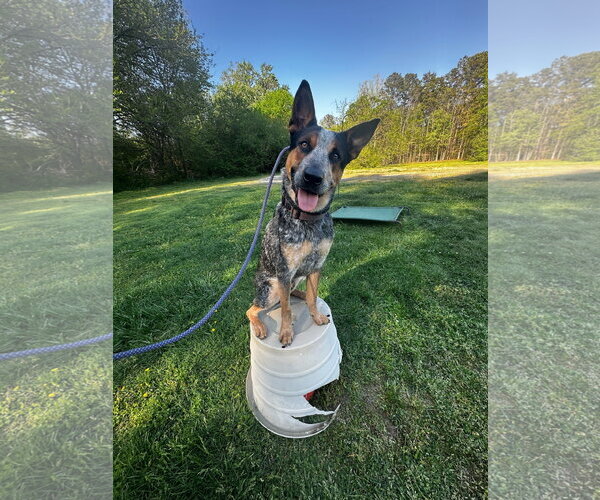 Medium Photo #1 Mutt Puppy For Sale in Garden City, NY, USA
