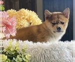 Small #2 Shiba Inu