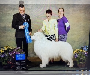 Father of the Great Pyrenees puppies born on 01/04/2023