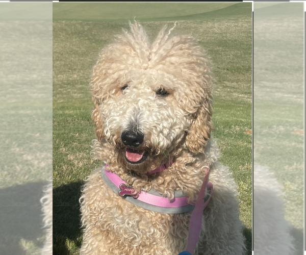 Medium Photo #1 Labradoodle Puppy For Sale in CYPRESS, TX, USA