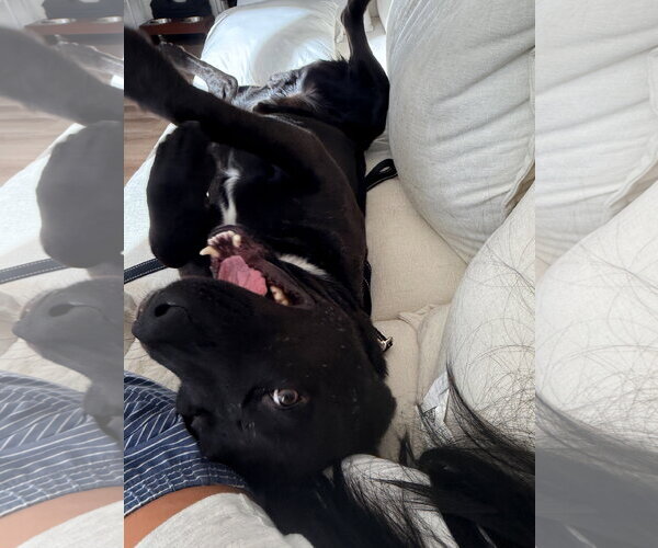 Medium Photo #15 Labrador Retriever-Unknown Mix Puppy For Sale in San Diego, CA, USA