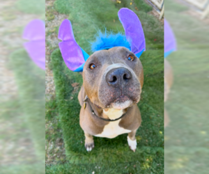 Shef - Male Mutt Dog for Adoption - Photo #4