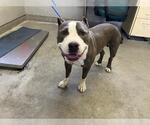 *PRESTON - Male Mutt Dog for Adoption - Small photo