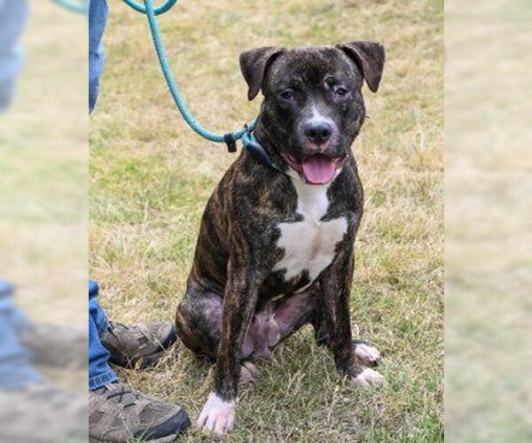 Medium Photo #3 Mutt Puppy For Sale in Glen Allen, VA, USA
