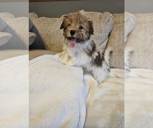 Havanese Puppy for sale in NORTH LAWRENCE, OH, USA