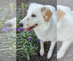 Small Photo #3 English Setter-Golden Retriever Mix Puppy For Sale in Glendale , AZ, USA