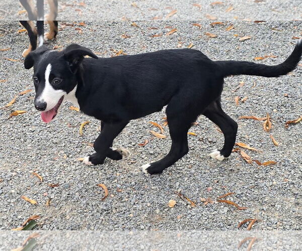 Medium Photo #8 Beagle-Border Collie Mix Puppy For Sale in Alexander, AR, USA