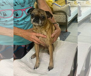 Pug Dogs for adoption in Benton, LA, USA