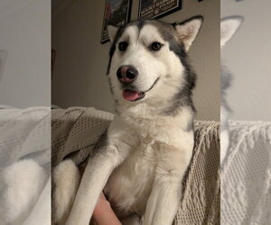 Siberian Husky-Unknown Mix Dogs for adoption in Salt Lake City, UT, USA
