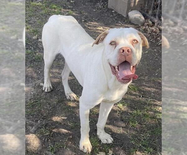 Medium Photo #1 American Bulldog Puppy For Sale in Riverside, CA, USA