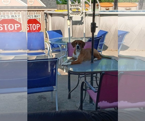 Medium Photo #4 Boxer-Unknown Mix Puppy For Sale in Burnsville, MN, USA