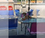 Small #3 Boxer Mix